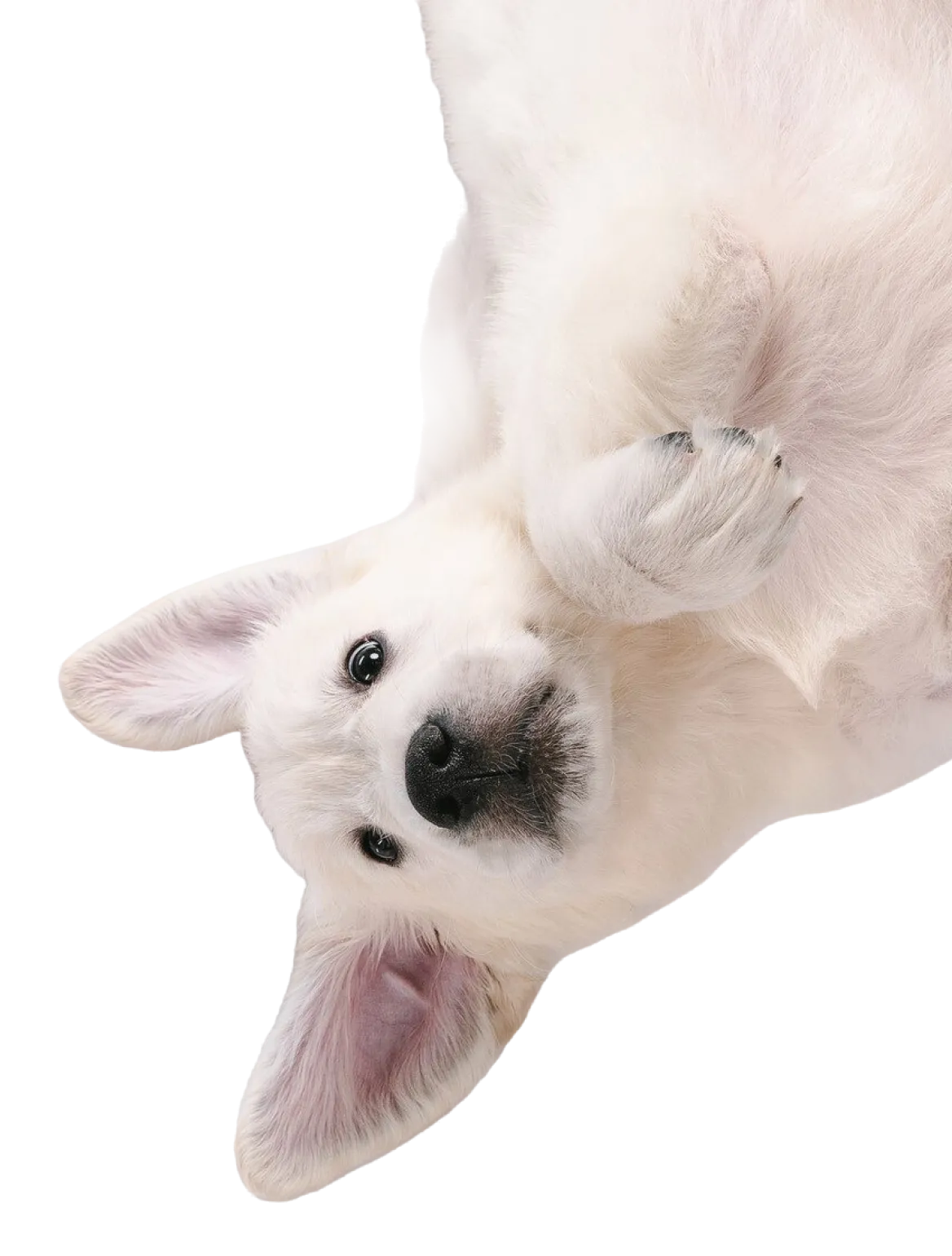 footer dog