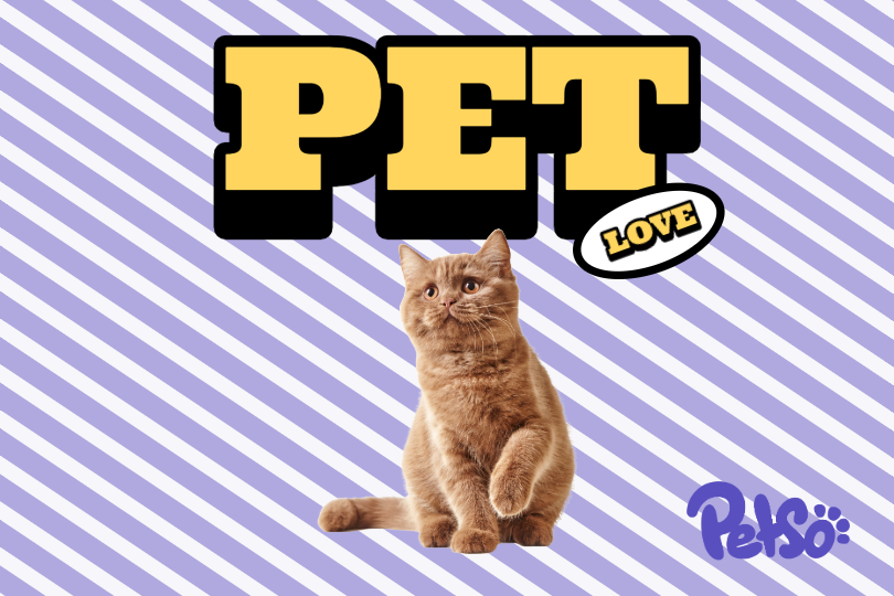 Keep your furry friend safe and at ease